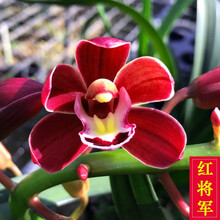 艾莹兰花 绿云梅 矮种浓香兰花苗花卉盆栽冬带花苞室内阳台绿植物 红将军5苗连体裸根