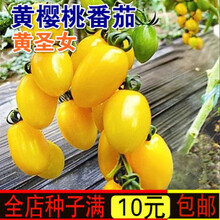 新种蔬菜种子 黄圣女果种子黄樱桃小番茄 西红柿阳台盆栽瓜果蔬菜种子