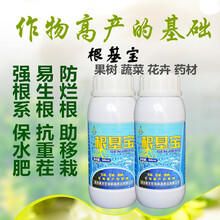 奥力克青枯立克溃腐灵靓果安大蒜油沃丰素果树蔬菜青枯根腐流胶腐烂枯黄萎蔓枯姜瘟茎基腐病农药杀菌剂 根基宝500ml