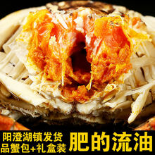 螃蟹 特大六月黄大闸蟹鲜活母公现货水产礼盒苏州 罗菲迪新 六月黄(2.5-3.0两) 14只