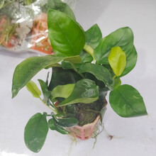 【顺丰发货】鱼官儿 大三角莫丝 火焰莫斯 水藻球鱼缸造景 水族箱装饰  水草活体植物 小水榕 2杯(小榕1杯（3×3cm）)