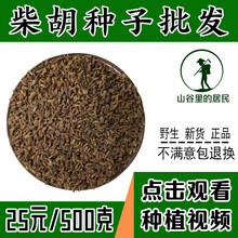 山谷里的居民 中药材新黑柴胡种子31号黄柴胡种子散装 31号柴胡取样500粒