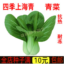 新种四季抗热上海青种子小青菜油菜籽四季播种抗抽苔阳台菜园蔬菜种子