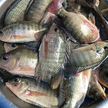 福建罗非鱼新鲜淡水鱼烧烤活鱼现杀酸菜鱼片 腾旺纳跃 800-950克现杀罗非鱼1条