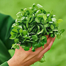 寿禾 西洋菜种子豆瓣菜春季家庭种植蔬菜种孑阳台盆栽菜籽种籽 豆瓣菜种子2g【约4000粒】