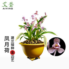 艾莹兰花苗 建兰矮种荷瓣凤月荷 夏带花苞出售室内好养花卉盆栽草 凤月荷4苗连体,送肥