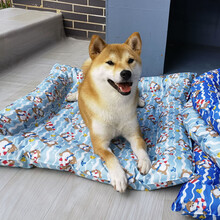柴柴 夏季宠物狗狗凝胶垫冰垫凉席垫子降温解暑泰迪柯基柴犬狗窝狗床 浅蓝方形76*66CM 如图