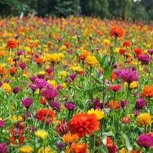 花友秀 百日草种子百日菊种子草花高杆矮杆百日草花卉种子观花种子易种花海打造四季播易活花期长 矮杆百日草种子混色一斤