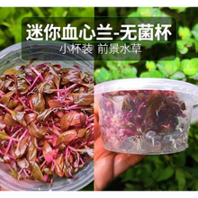 懒人水草鱼缸水族箱造景前景草坪爬地矮珍珠迷你牛毛活体真水草鱼缸造景装饰 迷你血心兰无菌杯7CM
