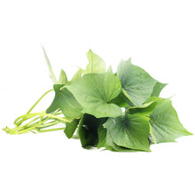 【现货】特心鲜 现采现发 新鲜红薯叶 地瓜叶番薯叶 1500g