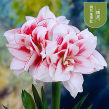 荷兰进口重瓣朱顶红大种球多年生球根花卉盆栽地栽观花植物种 精灵 16-17CM