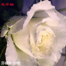 花中酷  玫瑰种子  四季播红玫瑰花种子 阳台绿植盆栽庭院易种花卉鲜花种子花籽 芬德拉玫瑰种子100粒