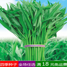 蔬菜种子草莓阳台盆栽花卉薄荷生菜孑香菜辣椒黄瓜番茄西瓜菜种籽 柳叶空心菜原装10克