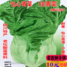 新种四川泡青菜种子包心青菜芥菜宽帮青菜泡菜种籽老坛酸菜鱼蔬菜种子