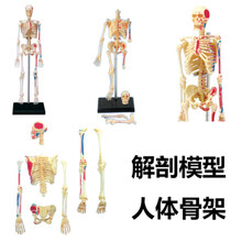 人体内脏模型器官解剖拼装模型大脑内脏肌肉骨骼医学教学DIY玩具 骨架 26059