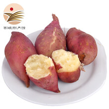 [西峡馆] 商薯红薯 白心红薯 板栗红薯 农家地瓜 新鲜蔬菜 中大果5斤