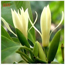 白兰花盆栽 黄桷兰嫁接白兰花苗十里飘香白玉兰花树苗 黄兰盆栽地栽苗 白兰6年苗【带花苞】
