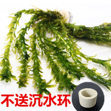 鱼缸造景后景水草 活体蜈蚣草 无需水草泥  金鱼草 水蕴草 蜈蚣草13支不带沉水环