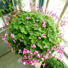 颜美 紫叶幸运草 绿叶红花三叶草紫叶酢浆草种球紫叶榨浆草红叶炸酱草盆栽花卉种球 紫叶酢浆草种根 绿叶酢浆草种根/15个+生根粉