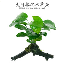 水草活体鱼缸造景装饰懒人水草新手鱼缸造景植物水榕花色类草活体鱼缸造景装饰 大叶榕沉木单头