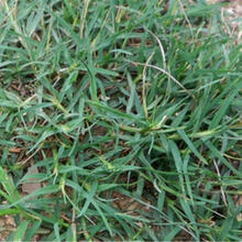 巴根草种子 铁线草 护坡草籽 爬地草 绊根草 护坡种子防水土流失 包衣一斤