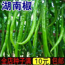 新种辣椒种子 湖南椒种子超辣 辣度堪比魔鬼椒高产果型红长线椒蔬菜籽