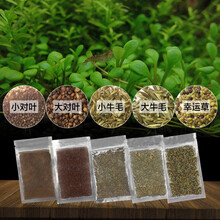 SEA STAR鱼缸水草种子淡水造景水草种子四季牛毛对叶幸运草矮珍珠无土种子 大牛毛10g*2袋(适用约0.1㎡种植面积)