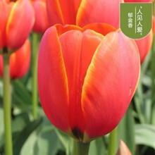 万花丛 郁金香种球荷兰重瓣水培花卉 种子球根花卉植物盆栽多年生植物 大球带芽 人见人爱 单个种球 不含盆土