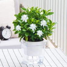 Hodo红豆 栀子花茉莉花苗盆栽阳台卧室庭院客厅金钱树书房发财树办公桌四季常青绿植花卉盆栽盆景 栀子花透明盆大号