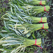 寿禾 竹叶空心菜种子可多次采收春秋季蔬莱播种水空疏蔬菜菜籽菜子种籽种孑大叶柳叶阳台盆栽四季种植菜仔 竹叶空心菜种子500g装