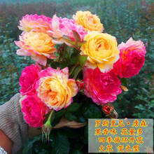 蔷薇花苗藤本月季特大花浓香庭院爬藤植物花卉盆栽玫瑰 詹森 大苗1-1.3米高多分枝