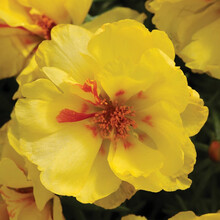 【虹越】花卉种子 萌吖吖半枝莲太阳花大花马齿苋百日草凤仙花蓝蓟 春夏播种子 大花马齿苋 柠檬黄色