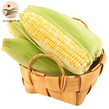 [兴平馆] 新鲜水果玉米 鲜嫩玉米棒 包谷 包米 火锅食材 新鲜蔬菜 500g装