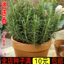 新种香草种子迷迭香种子花卉种子绿植芳香室内盆栽植物花草花种子阳台