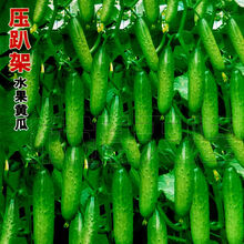 颜集卉水果黄瓜种子甜脆节节瓜东北旱黄瓜四季播农家阳台蔬菜春秋季耐热 压趴架水果黄瓜种子 100粒装 家庭菜园种(买2送一)