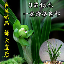 兰花春兰绿云皇后翠盖荷环球荷鼎姜氏荷兰花苗原生老种 老种4种各3苗650元 不含盆