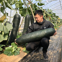 广东黑皮冬瓜种子特大大冬瓜杂交一代春季夏季四季播田园高产 黑皮冬瓜100粒简装