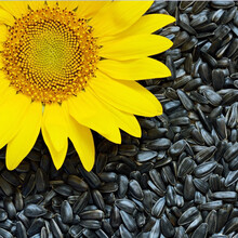 寿禾 向日葵种子可食用苗矮向日葵油葵盆栽观赏食用油葵花卉种籽葵花籽阳台种植太阳花瓜子种四季春季种苗 【小粒】食用油用向日葵种子（矮大头） 20g