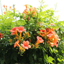 美国凌霄花苗庭院爬藤植物俄罗斯老桩大盆栽四季灵霄开花绿化攀爬 中花凌霄4年(当年开花) 不含盆