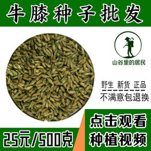 山谷里的居民 药材牛膝种子牛夕种子怀牛膝种子包发芽种 牛膝种子一斤