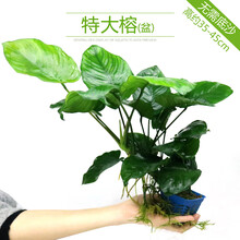 鱼缸水族箱造景水榕沉木活体水草淡水无土植物后景宫廷水草绿菊 特大榕(盆)