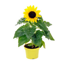 仟草集 矮向日葵花种子套餐四季种易活葵花籽家庭院室内花草盆栽花卉植物套餐包含种子+小方盆+土 向日葵套装