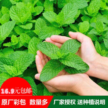 家庭食用薄荷种子四季播种留兰香薄荷种子阳台盆栽种子多年生 美国薄荷(观赏) 约30粒