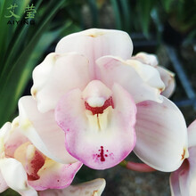 艾莹兰花苗 女儿红 建兰黄金鹤艺红花荷瓣 夏带花苞出售好养浓香室内绿植花卉盆栽 胭脂白雪3苗连体