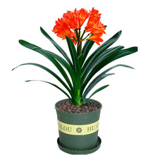 【带盆发货】君子兰盆栽室内绿植花卉盆栽带盆带土四季绿植花卉盆栽 7-9叶片（1加仑含托）