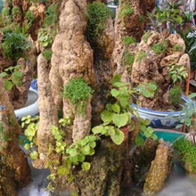 左漫源盆景草 假山草种子 观叶植物山石草 上水石小草 假山盆景植物草籽DF 假山草200粒