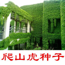 梦里丹新品爬山虎种籽攀援爬藤爬墙虎四季常青三叶地锦观叶植物花卉种子 绿色爬山虎20粒+肥