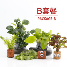 鱼缸水草有茎活体淡水植物生态阴性真水草水溶增氧懒人造景套餐水族箱中后景 B套餐
