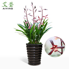 南靖艾莹兰花苗 金华山 墨兰报岁兰年宵花精品 冬带浓香花苞出售室内花卉绿植盆栽送礼佳品 1棵4苗连体裸根，关注本店送肥料