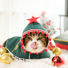 Innopet 圣诞新款上市 限量ins网红小狗狗猫咪衣服圣诞变身装秋冬装泰迪比熊博美猫咪幼犬变身装 （手工）圣诞披风绿色 1号.XS(2斤以下适用)